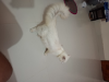 Parsian cat